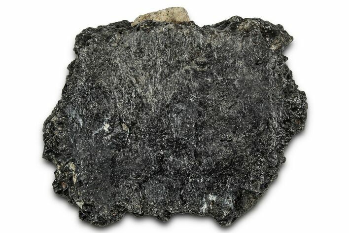 Fossil Glyptodont (Glyptotherium) Bony Armor Osteoderm - Florida #351073